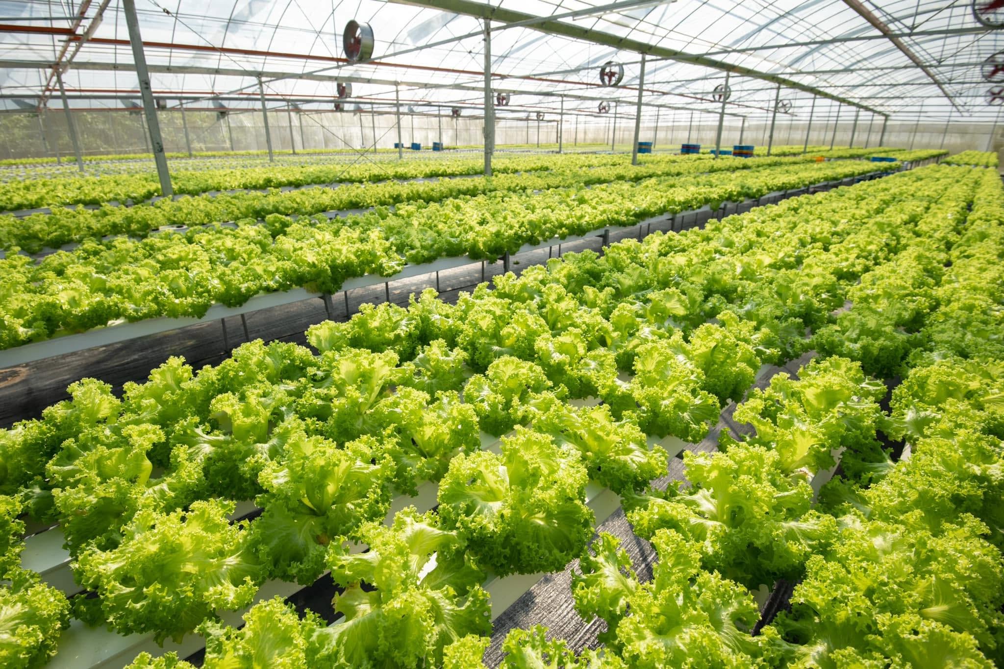 Rows of leafy greens growing inside the Serapi Farm greenhouse