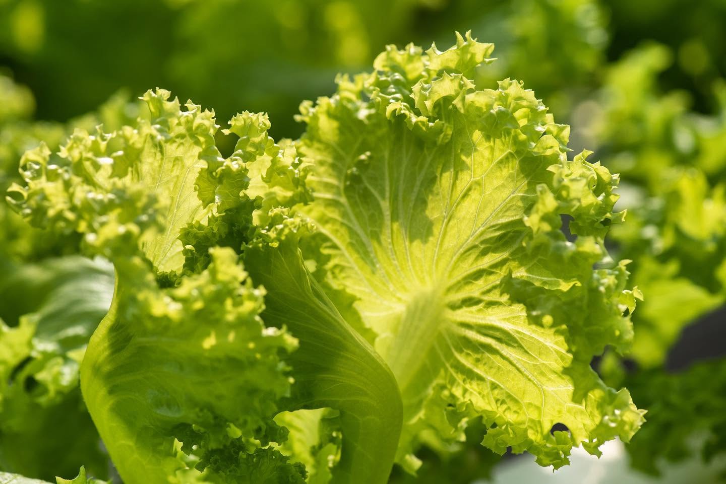 Hydroponic growing channels filled with young lettuce