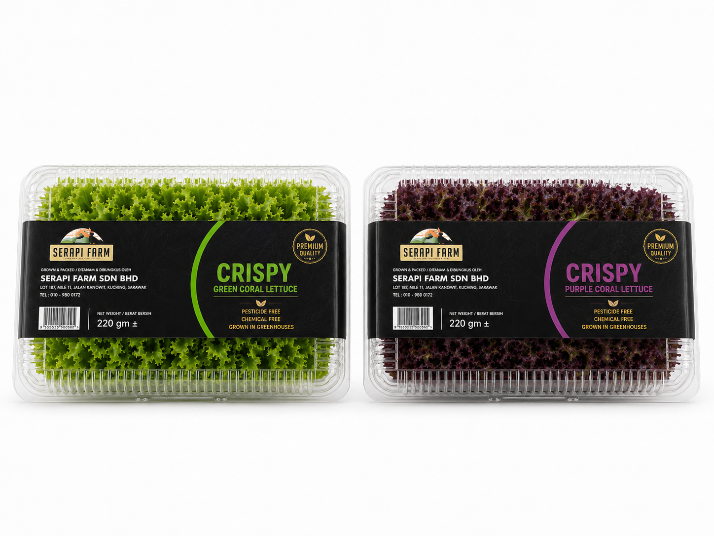 Three punnets of freshly packed hydroponic salad greens